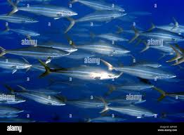 Image result for Elagatis bipinnulata