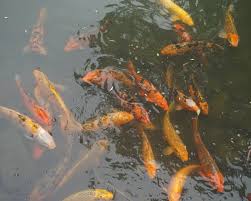 Image result for Cyprinus rubrofuscus
