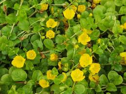 Attēlu rezultāti vaicājumam “Lysimachia nummularia flower”