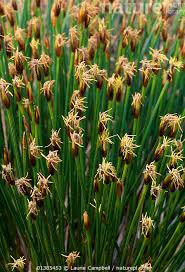 Attēlu rezultāti vaicājumam “Trichophorum cespitosum”