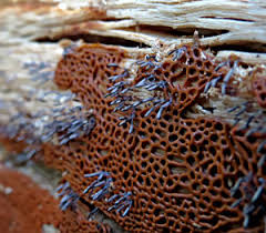 Attēlu rezultāti vaicājumam “Stemonitopsis hyperopta var. landewaldii stalked”