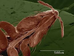 Attēlu rezultāti vaicājumam “Phthiraptera”