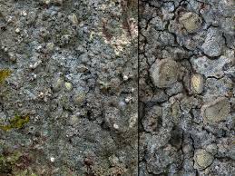 Attēlu rezultāti vaicājumam “Lecanactis abietina”