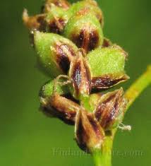 Attēlu rezultāti vaicājumam “Carex globularis”