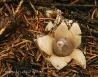 Attēlu rezultāti vaicājumam “Geastrum quadrifidum”