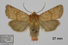 Attēlu rezultāti vaicājumam “Eriopygodes imbecilla”