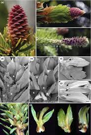 Attēlu rezultāti vaicājumam “Picea abies male flower”