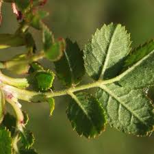 Attēlu rezultāti vaicājumam “Rosa subcanina leaf”