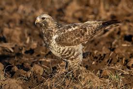Attēlu rezultāti vaicājumam “Buteo lagopus adult”