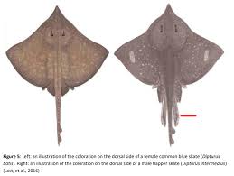Image result for Dipturus intermedius