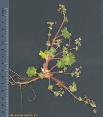 Attēlu rezultāti vaicājumam “Geranium molle”