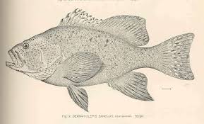 Image result for Dermatolepis inermis