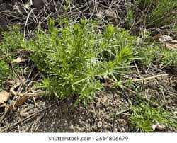 Attēlu rezultāti vaicājumam “Galium aparine leaf”