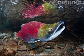 Image result for Oncorhynchus nerka