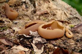 Attēlu rezultāti vaicājumam “Peziza repanda”