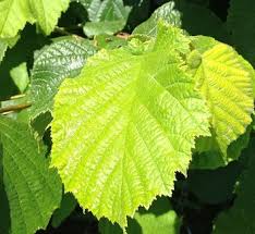 Attēlu rezultāti vaicājumam “Corylus avellana leaf”