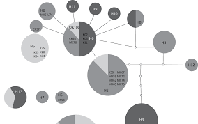 Attēlu rezultāti vaicājumam “Didymium difforme spores”