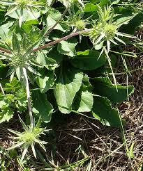 Attēlu rezultāti vaicājumam “Eryngium planum leaf”