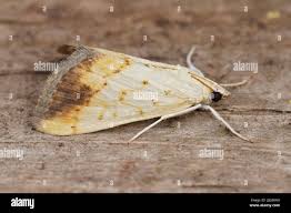 Attēlu rezultāti vaicājumam “Evergestis extimalis”