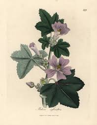 Image result for Malva sylvestris