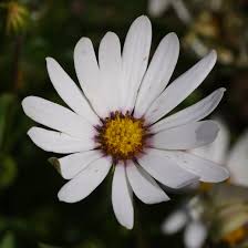 Image result for Dimorphotheca sinuata