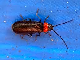 Attēlu rezultāti vaicājumam “Ptinus sp. male”