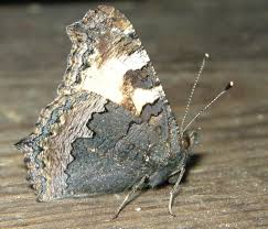 Attēlu rezultāti vaicājumam “Aglais urticae underside”