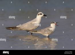 Image result for Gelochelidon nilotica