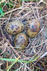 Attēlu rezultāti vaicājumam “Gallinago gallinago nest”