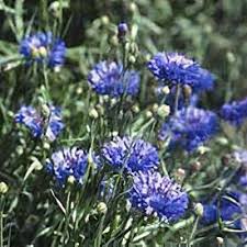 Image result for Centaurea cyanus