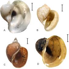 Attēlu rezultāti vaicājumam “Lymnaeidae”