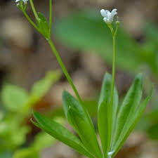 Attēlu rezultāti vaicājumam “Galium elongatum flower”