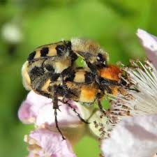Attēlu rezultāti vaicājumam “Trichius fasciatus imago”