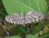 Attēlu rezultāti vaicājumam “Eupithecia venosata”