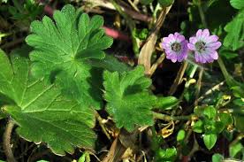 Attēlu rezultāti vaicājumam “Geranium molle leaf”