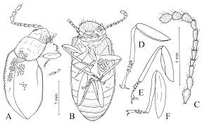 Attēlu rezultāti vaicājumam “Dasytidae”