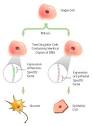 BIO101 – From Two Cells To Many: Cell Differentiation and ...