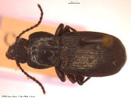 Attēlu rezultāti vaicājumam “Pterostichus aterrimus”