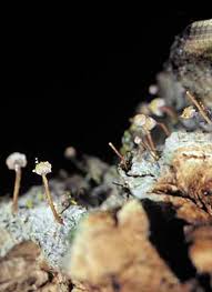 Attēlu rezultāti vaicājumam “Sclerophora farinacea”