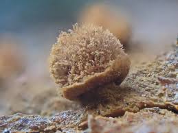 Attēlu rezultāti vaicājumam “Oligonema flavidum spores”