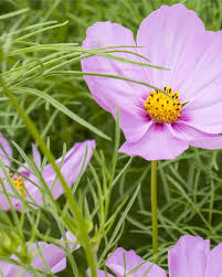 Image result for Schmuckkörbchen