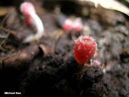 Attēlu rezultāti vaicājumam “Microstoma protracta”