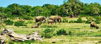 Image result for Яла заповедник