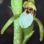 Attēlu rezultāti vaicājumam “Corallorhiza trifida fruit”