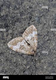 Attēlu rezultāti vaicājumam “Perizoma affinitata”