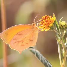 Attēlu rezultāti vaicājumam “Athelia pyriformis”