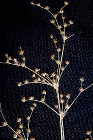 Attēlu rezultāti vaicājumam “Juncus articulatus”