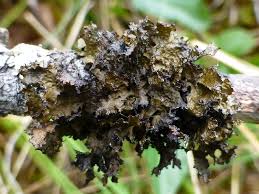 Attēlu rezultāti vaicājumam “Tuckermannopsis chlorophylla”