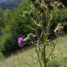 Attēlu rezultāti vaicājumam “Cirsium x rigens leaf”