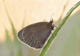 Attēlu rezultāti vaicājumam “Aphantopus hyperantus underside”